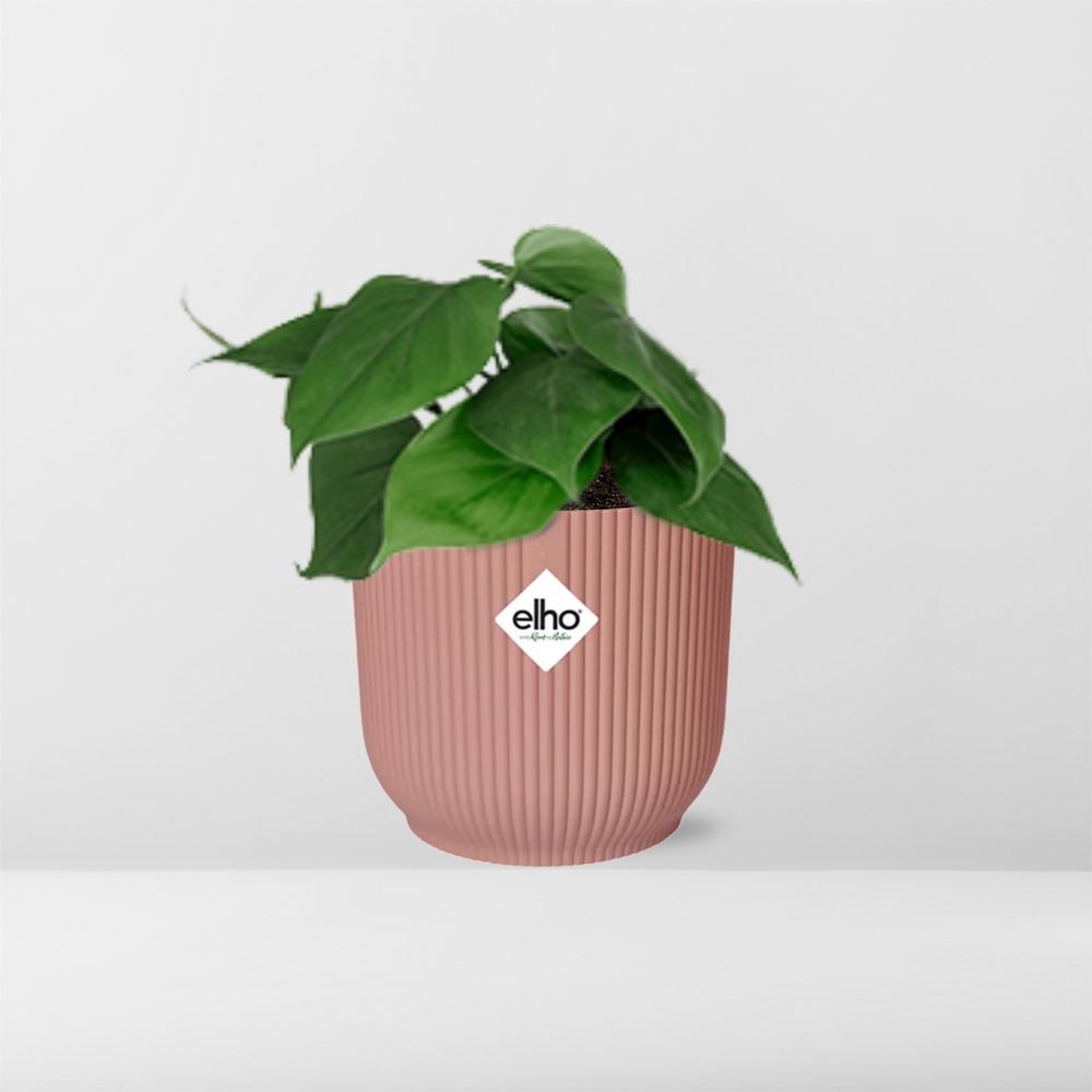 Philodendron scandens in ELHO Vibes Fold 14 cm rosa – 25 cm hoch