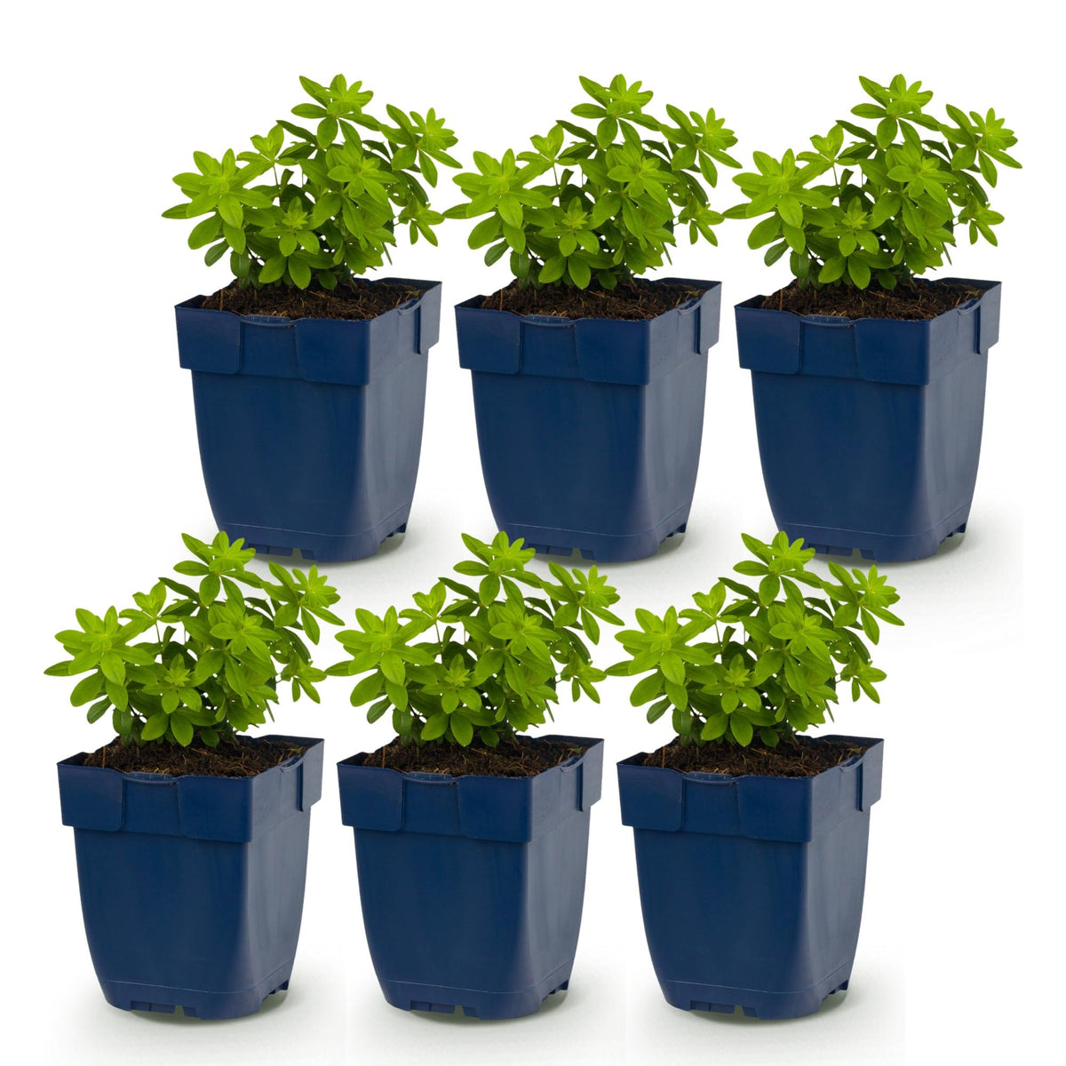 Galium odoratum (walstro) – wit – 6 planten, Ø11 cm, 15–25 cm hoog
