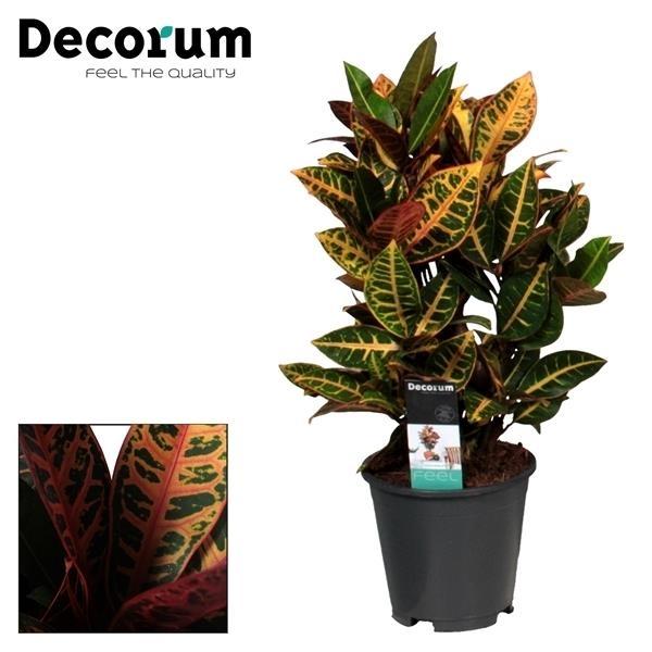 Croton Petra (Codiaeum) – Ø17 cm, 55 cm høj