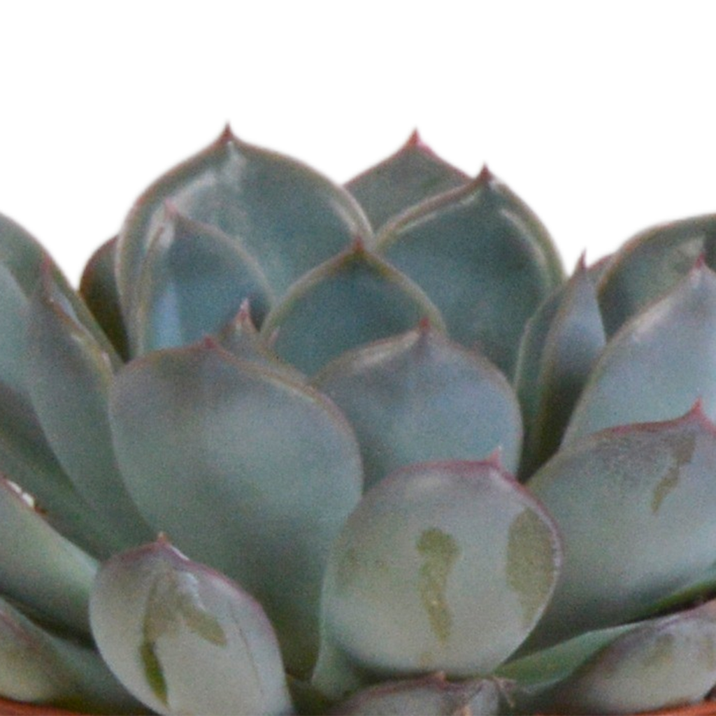 Echeveria-Mix im Terrakottatopf – Ø 9 cm, 15 cm hoch