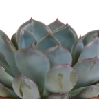 Echeveria-Mix im Terrakottatopf – Ø 9 cm, 15 cm hoch