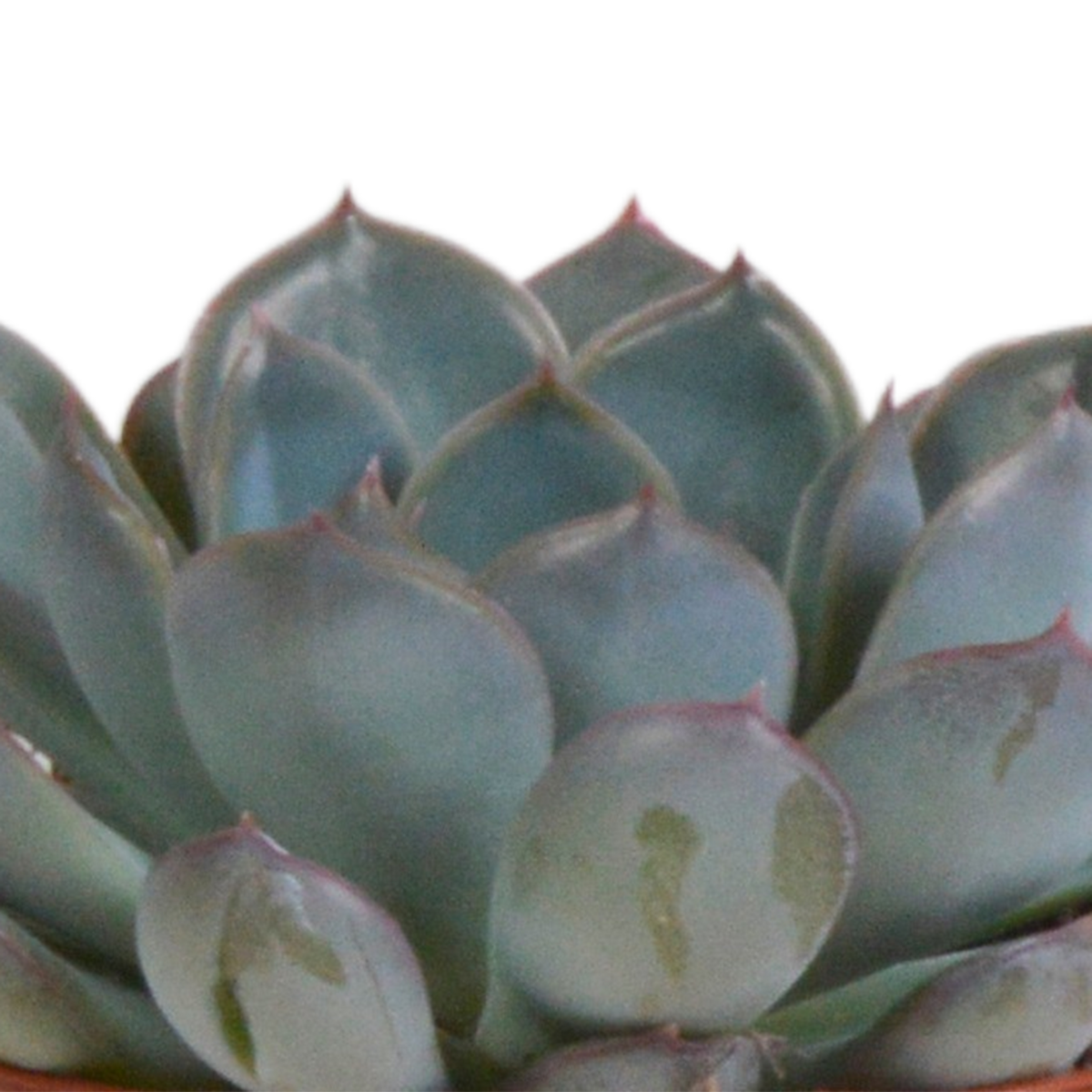 Echeveria-Mix im Terrakottatopf – Ø 9 cm, 15 cm hoch