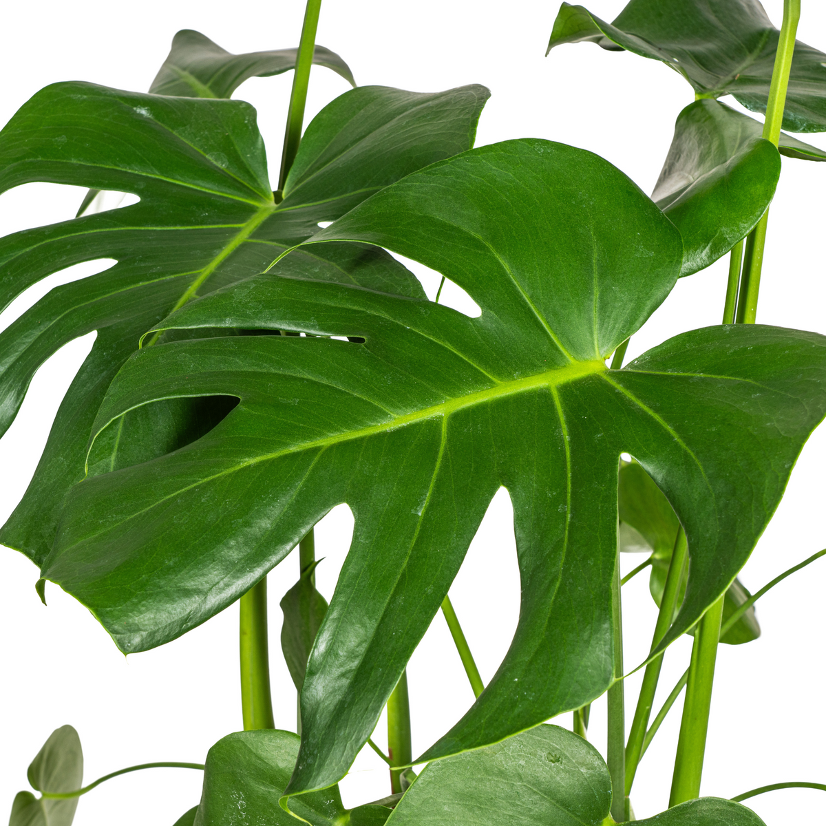 Monstera deliciosa Tauerii (gatenplant) met mand – Ø21 cm, 70–90 cm hoog – foto 3