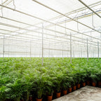 Arekapalmsväxt (Dypsis) – Ø21 cm, 100 cm hög