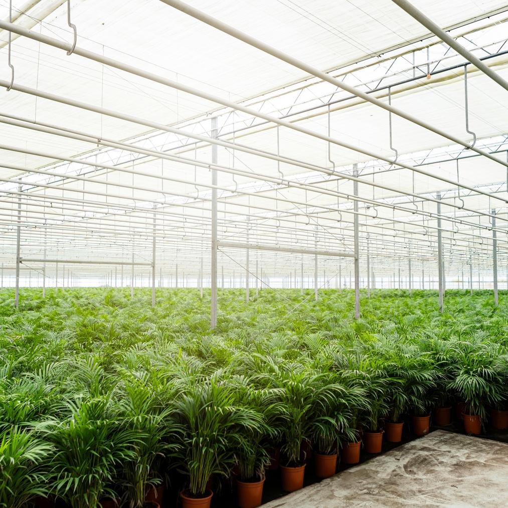 Arekapalmsväxt (Dypsis) – Ø21 cm, 100 cm hög