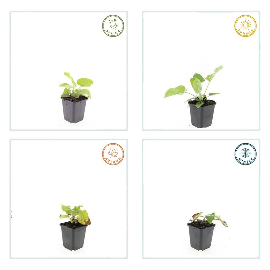 Phlomis russeliana (russisk solhat) – 6 planter, Ø9 cm, 10–25 cm høje – billede 5