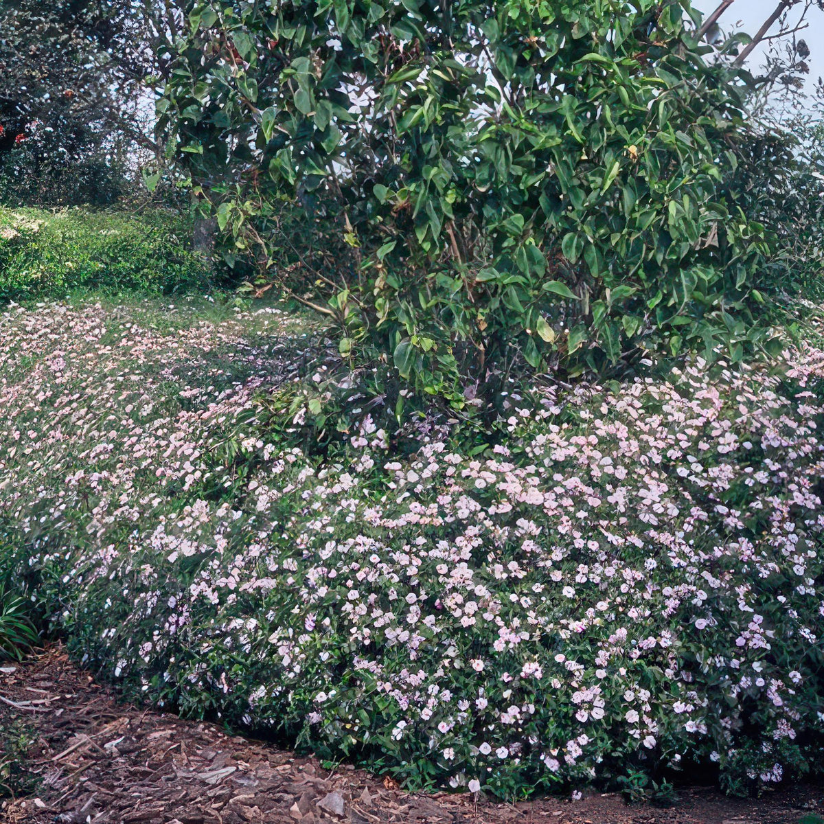 Aster ageratoides 'Asran' – 60 Pflanzen, Ø9 cm, 10–25 cm hoch