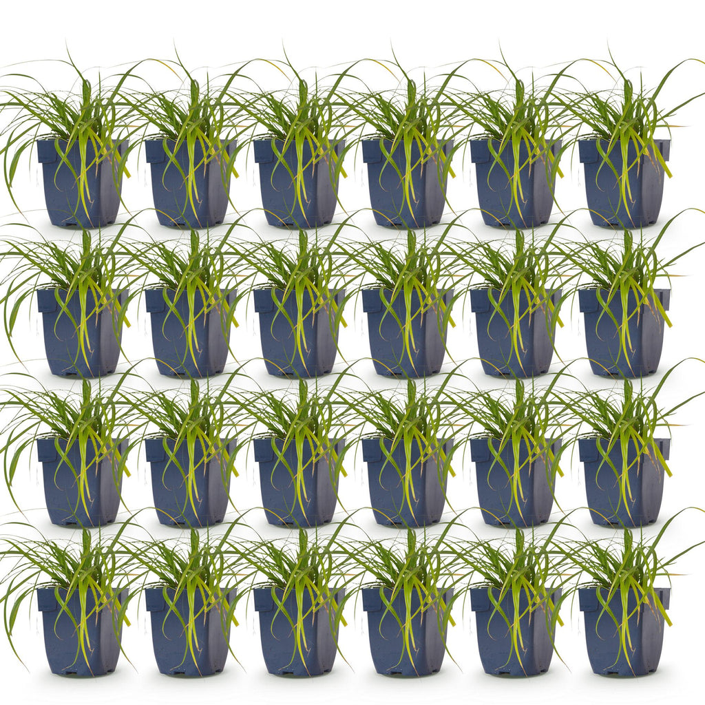 Carex oshimensis 'Evergreen' (Japanese sedge) – 24 plants, Ø11 cm, 15–25 cm high – photo 2