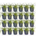 Carex oshimensis 'Evergreen' (Japanese sedge) – 24 plants, Ø11 cm, 15–25 cm high
