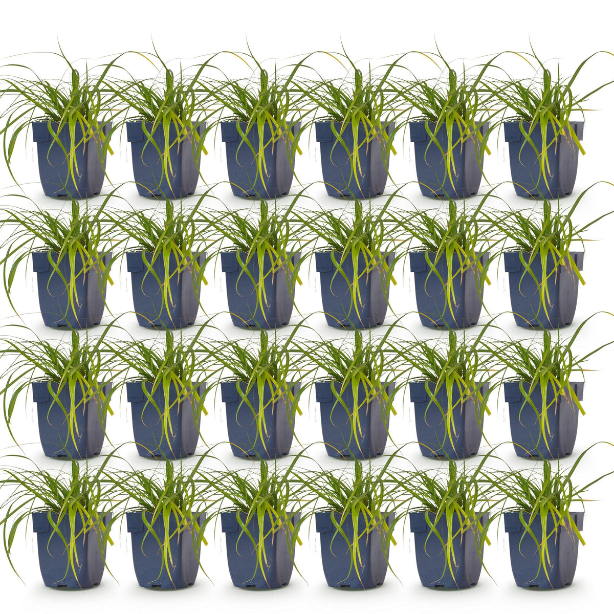 Carex oshimensis 'Evergreen' (Japanse zegge) – 24 planten, Ø11 cm, 15–25 cm hoog