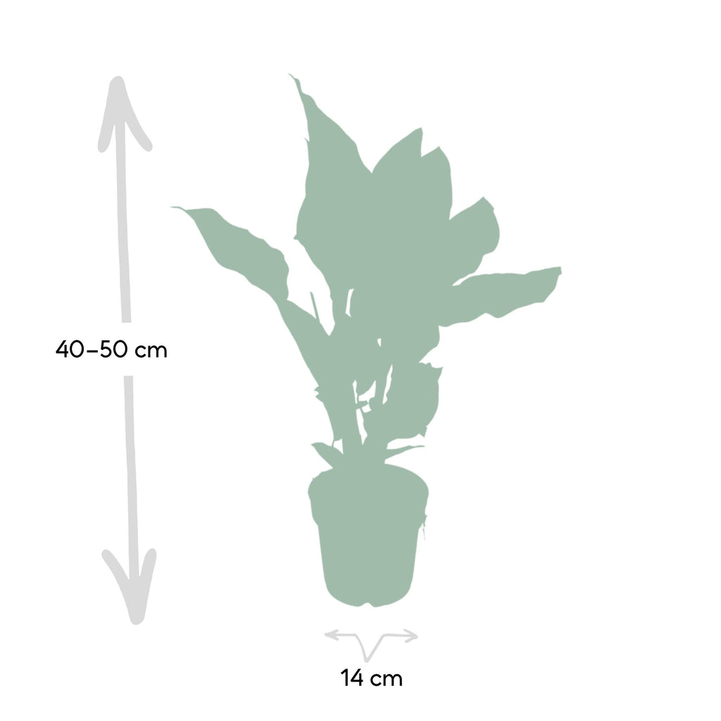 Calathea Ornata – Ø14 cm, 50 cm høj