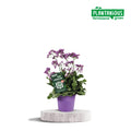 Limonium 'Salt Lake' (limonium) – Ø19 cm, 60 cm high