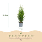 Thuja occidentalis 'Smaragd' (levensboom) – 40 planten, Ø9 cm, 20–30 cm hoog
