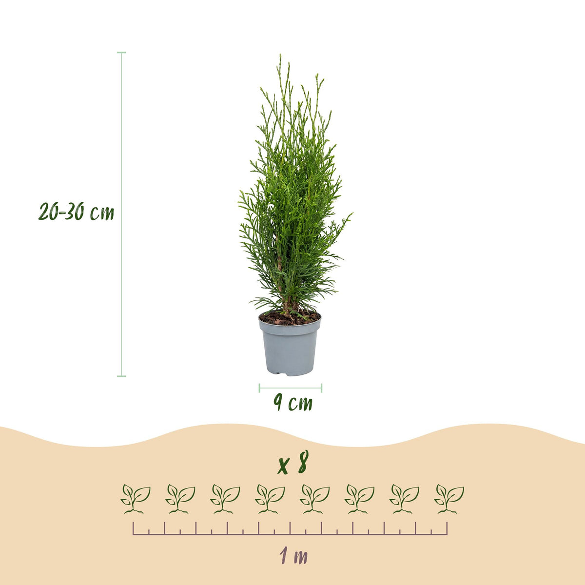 Thuja occidentalis 'Smaragd' (levensboom) – 40 planten, Ø9 cm, 20–30 cm hoog