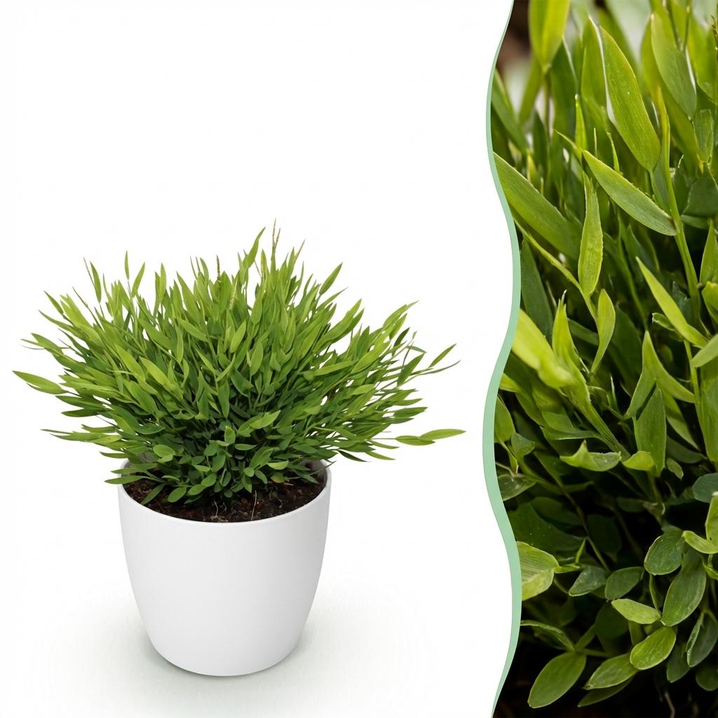 Bamusa Pogonatherum Monica (bambusgræs) i hvid Potter-pyntepotte – Ø12 cm, 20 cm høj