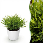 Bamusa Pogonatherum Monica (bambusgræs) i hvid Potter-pyntepotte – Ø12 cm, 20 cm høj