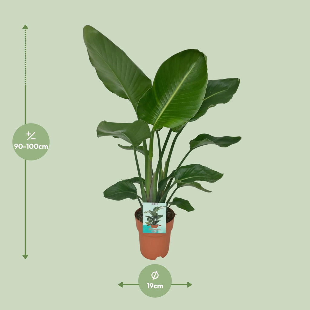 Strelitzia nicolai (hvid paradisfugleblomst) – Ø19 cm, 90 cm høj – paradisfugleplante