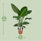 Strelitzia nicolai (hvid paradisfugleblomst) – Ø19 cm, 90 cm høj – paradisfugleplante