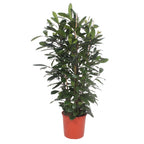 Ficus Cyathistipula struik – Ø34 cm, 180 cm hoog