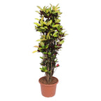 Croton Iceton (Codiaeum) – Ø45 cm, 190 cm hoog