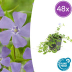 Vinca minor 'La Grave' (almindelig eføj) – 48 planter, Ø9 cm, 10–25 cm høje