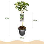 Ficus carica 'Brown Turkey' (fig tree) standard – Ø19 cm, 90 cm high