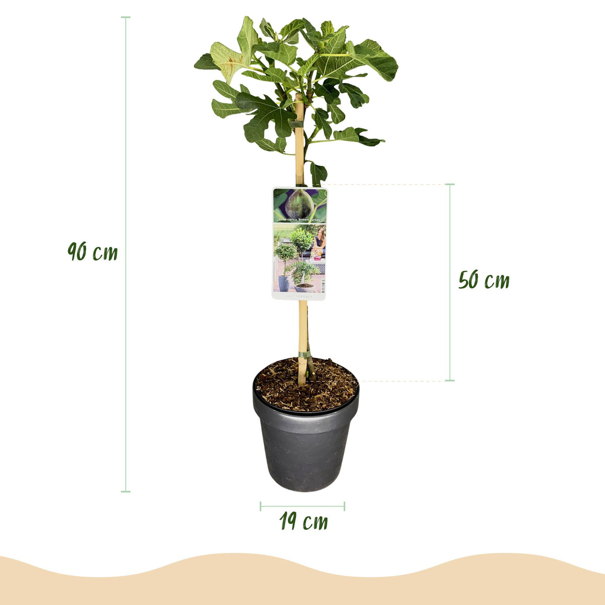 Ficus carica 'Brown Turkey' (figen) på stamme – Ø19 cm, 90 cm høj – billede 3
