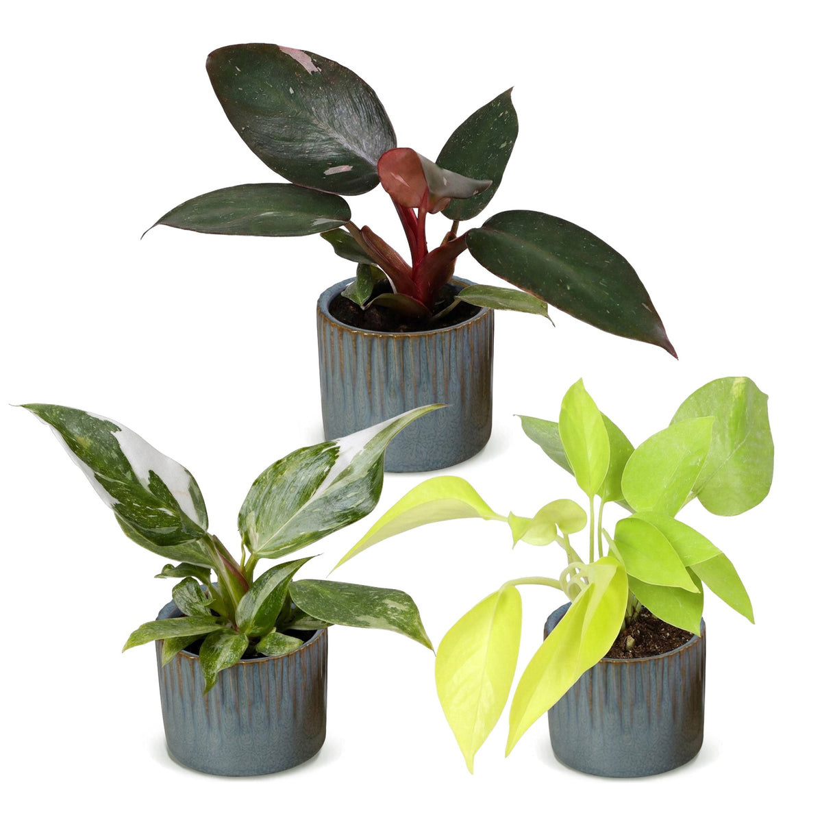 3× Baby Philodendron Tricolour incl. Linnea Misty Blue – Ø6 cm, 10–15 cm høj