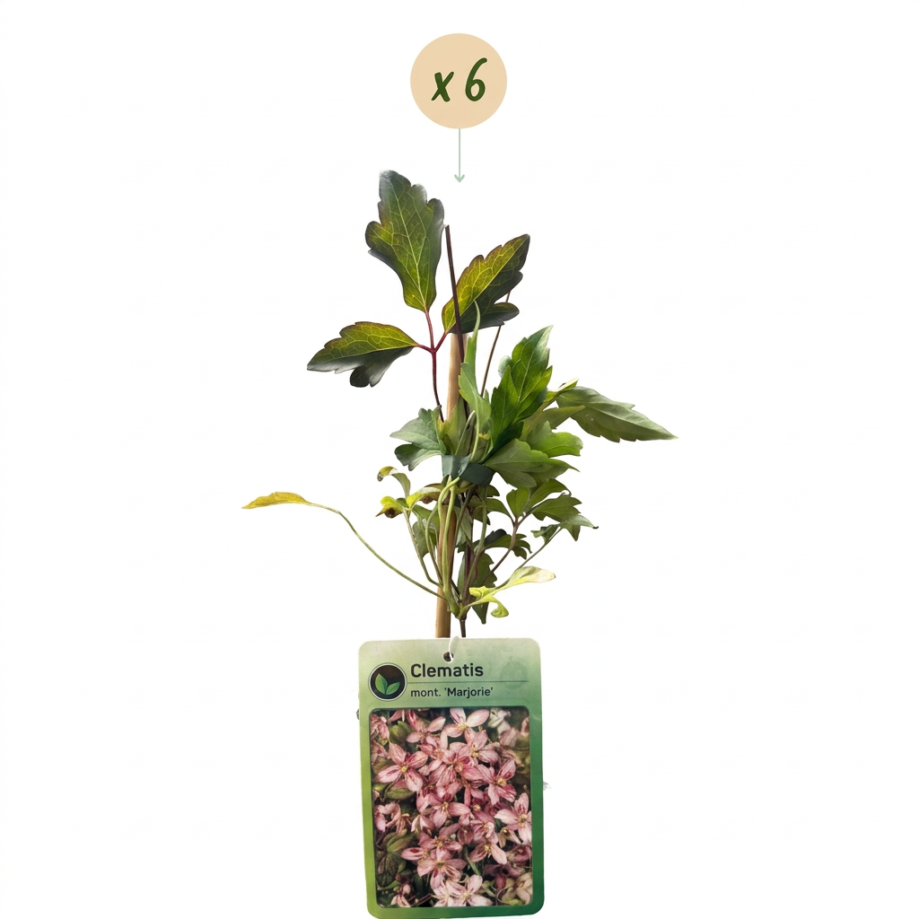 Clematis montana 'Marjorie' (Waldrebe) – rosa – 6 Pflanzen, Ø9 cm, 35 cm hoch – Bild 2