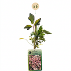 Clematis montana 'Marjorie' (Waldrebe) – rosa – 6 Pflanzen, Ø9 cm, 35 cm hoch