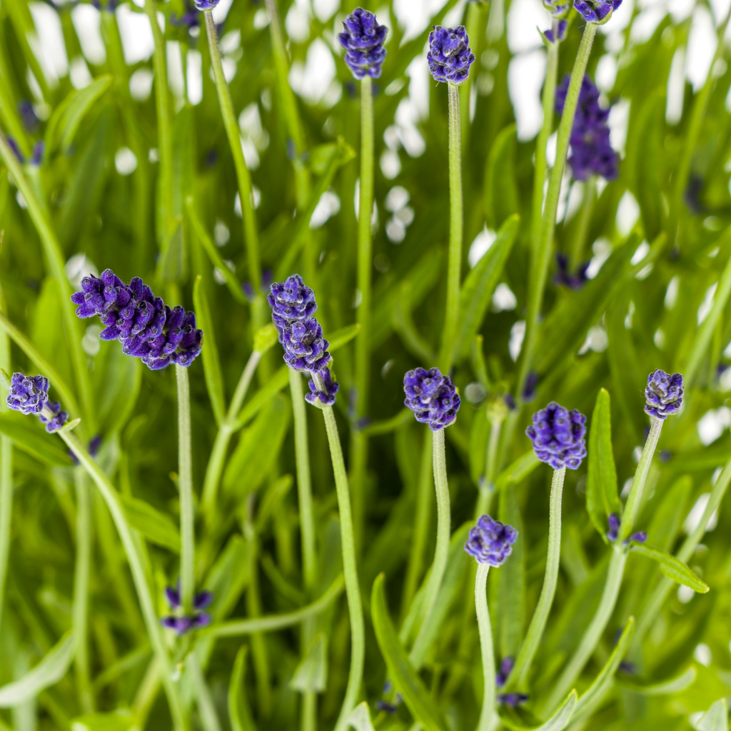 Lavandula angustifolia (Lavendel) – 2 Pflanzen, Ø 19 cm, 40–50 cm hoch – Bild 2