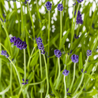 Lavandula angustifolia (Lavendel) – 2 Pflanzen, Ø 19 cm, 40–50 cm hoch