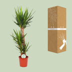 Yucca elephantipes – Ø 24 cm, 125 cm hoch