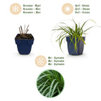 Carex oshimensis 'Evergreen' (Japanese sedge) – 24 plants, Ø11 cm, 15–25 cm high