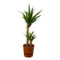 Yucca i Greenville rund urtepotte brun – Ø21 cm, 120 cm høj