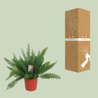 Asparagus D. Meyers (Schwertfarn) – Ø 27 cm, 60 cm hoch