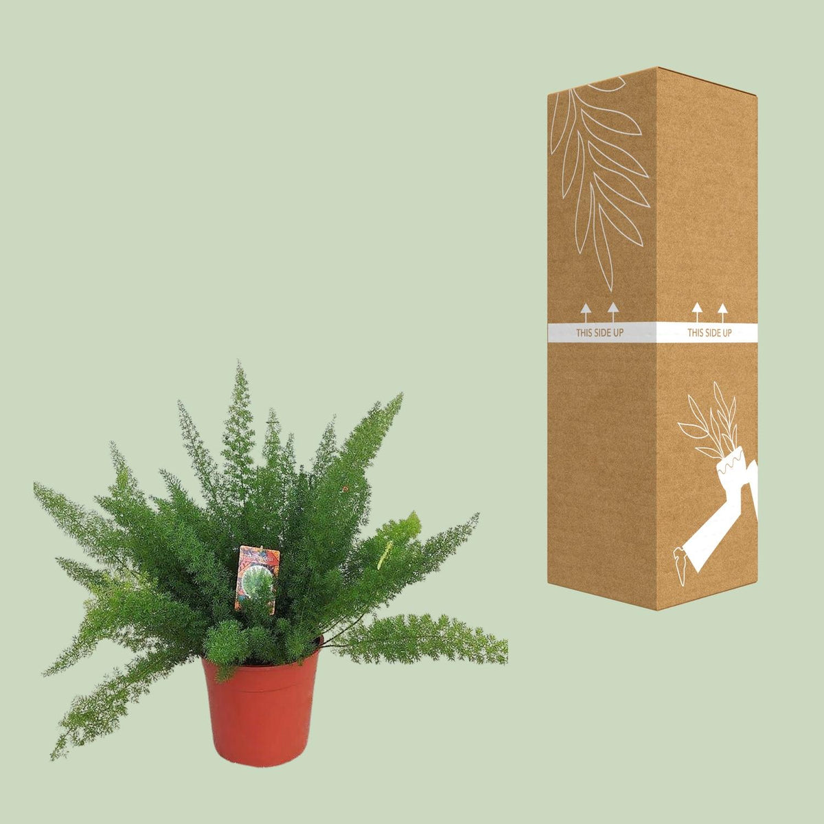 Asparagus D. Meyers (Schwertfarn) – Ø 27 cm, 60 cm hoch – Bild 5
