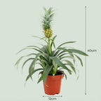 Ananasplant Mi Amigo – Ø12 cm, 35–40 cm hoog