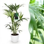Howea forsteriana (kentia palm) in white Potter decorative pot – Ø19 cm, 80–85 cm high