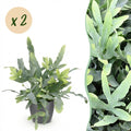 2× Phlebodium aureum Blue Star (fougère bleue) en pot décoratif gris – Ø12 cm, 25 cm de haut