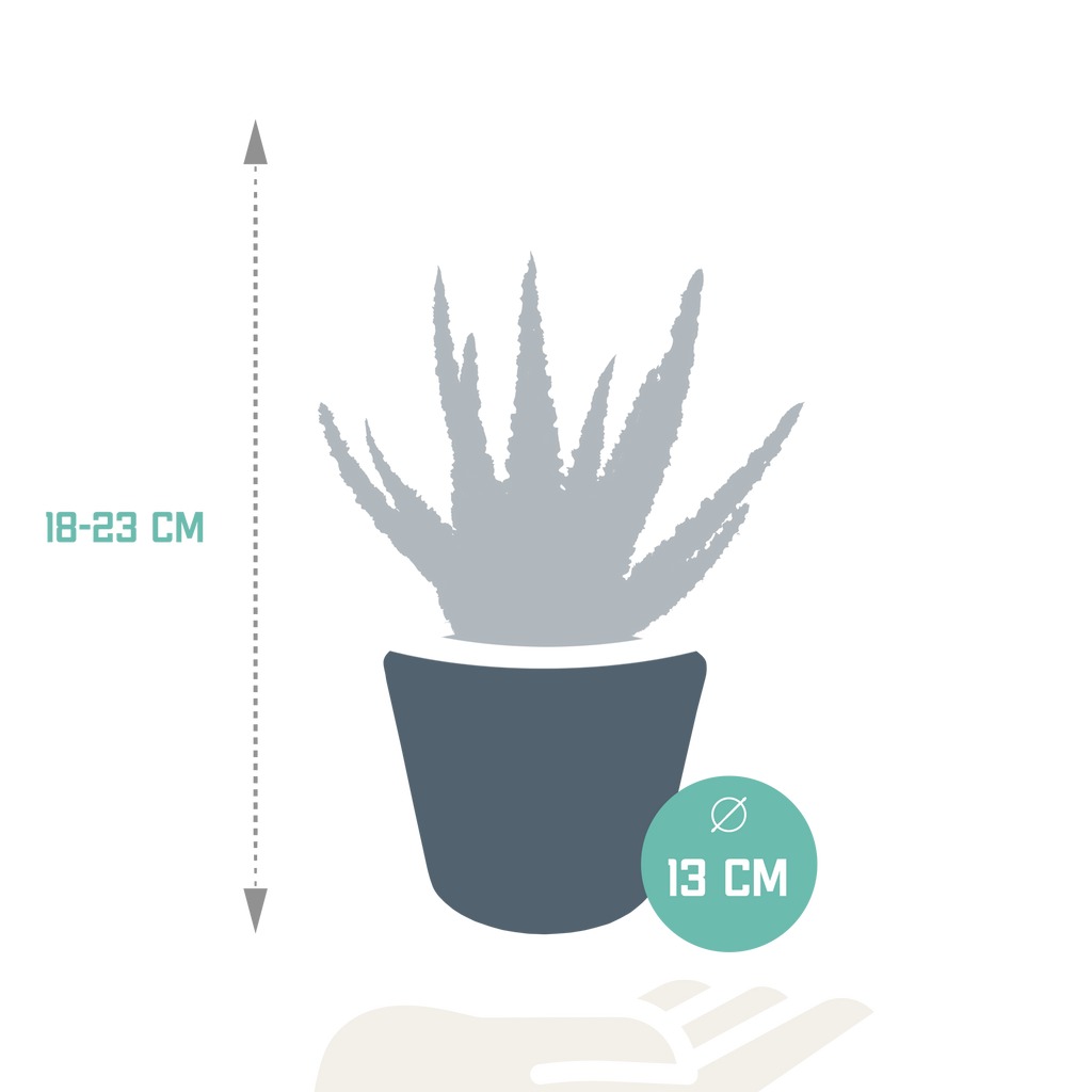 Aloë zebrina Dannyz (aloe) en pot blanc – Ø11 cm, 23 cm de haut – photo 2