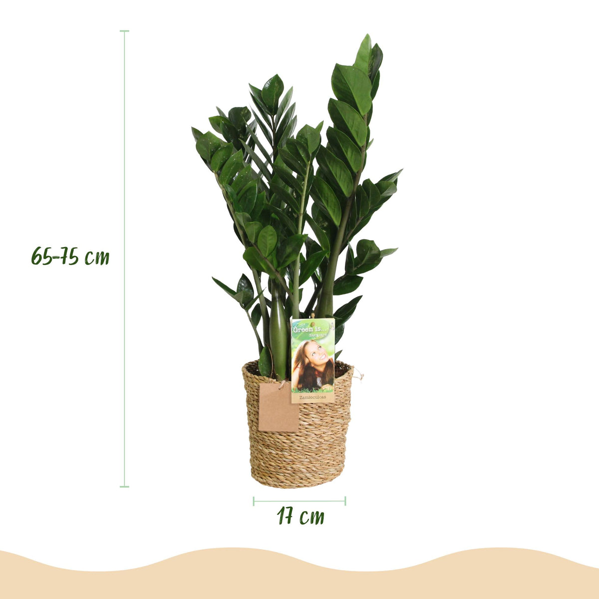 2× Zamioculcas (zz-plant) met mand – Ø17 cm, 65–75 cm hoog