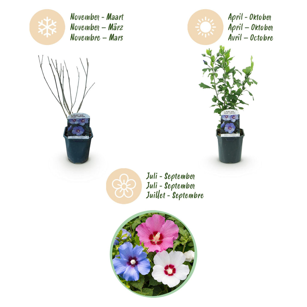 Hibiscus syriacus 'Tricolour' (Syrischer Hibiskus) – rosa-weiß-blau – 3 Pflanzen, Ø 17 cm, 45 cm hoch – Bild 4