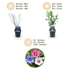 Hibiscus syriacus 'Tricolour' (Syrischer Hibiskus) – rosa-weiß-blau – 3 Pflanzen, Ø 17 cm, 45 cm hoch