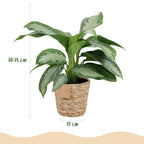 2× Aglaonema Silver Bay met mand – Ø17 cm, 70–75 cm hoog