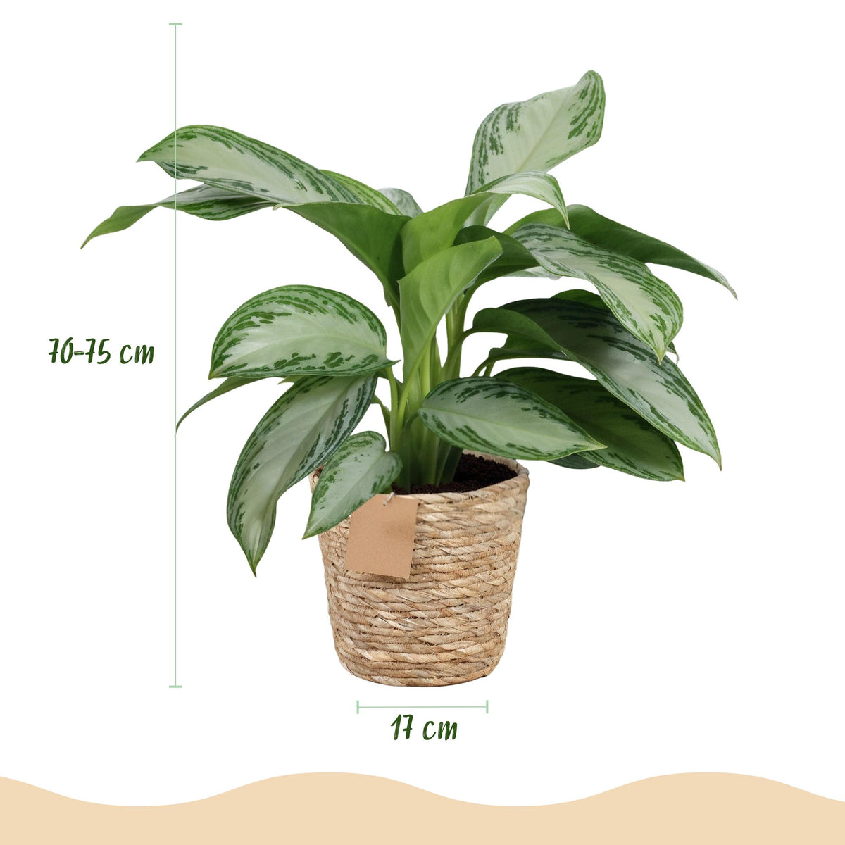 2× Aglaonema Silver Bay med kurv – Ø17 cm, 70–75 cm høj