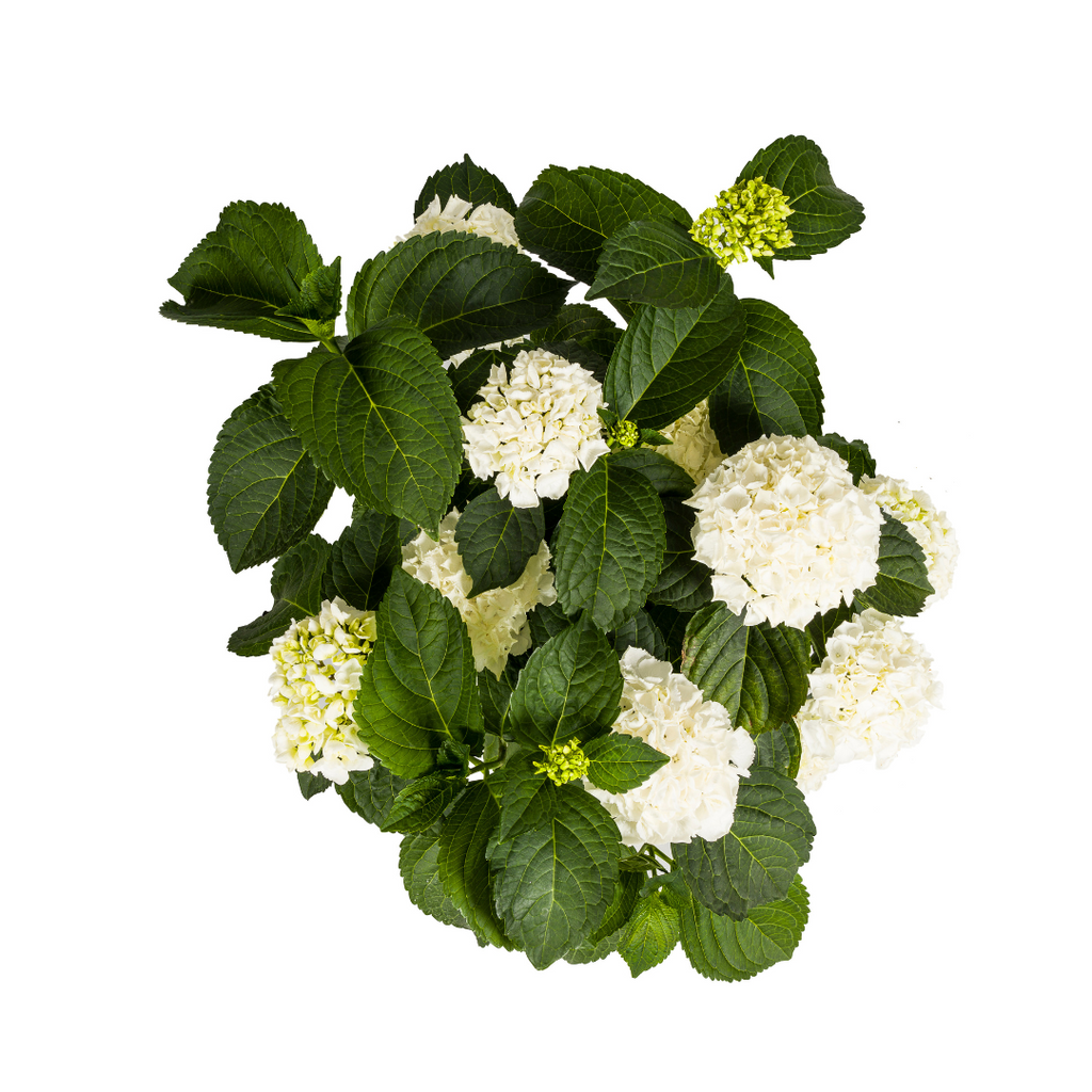 Hydrangea macrophylla 'White' (Hortensie) – Ø 24 cm, 70–80 cm hoch – Bild 4