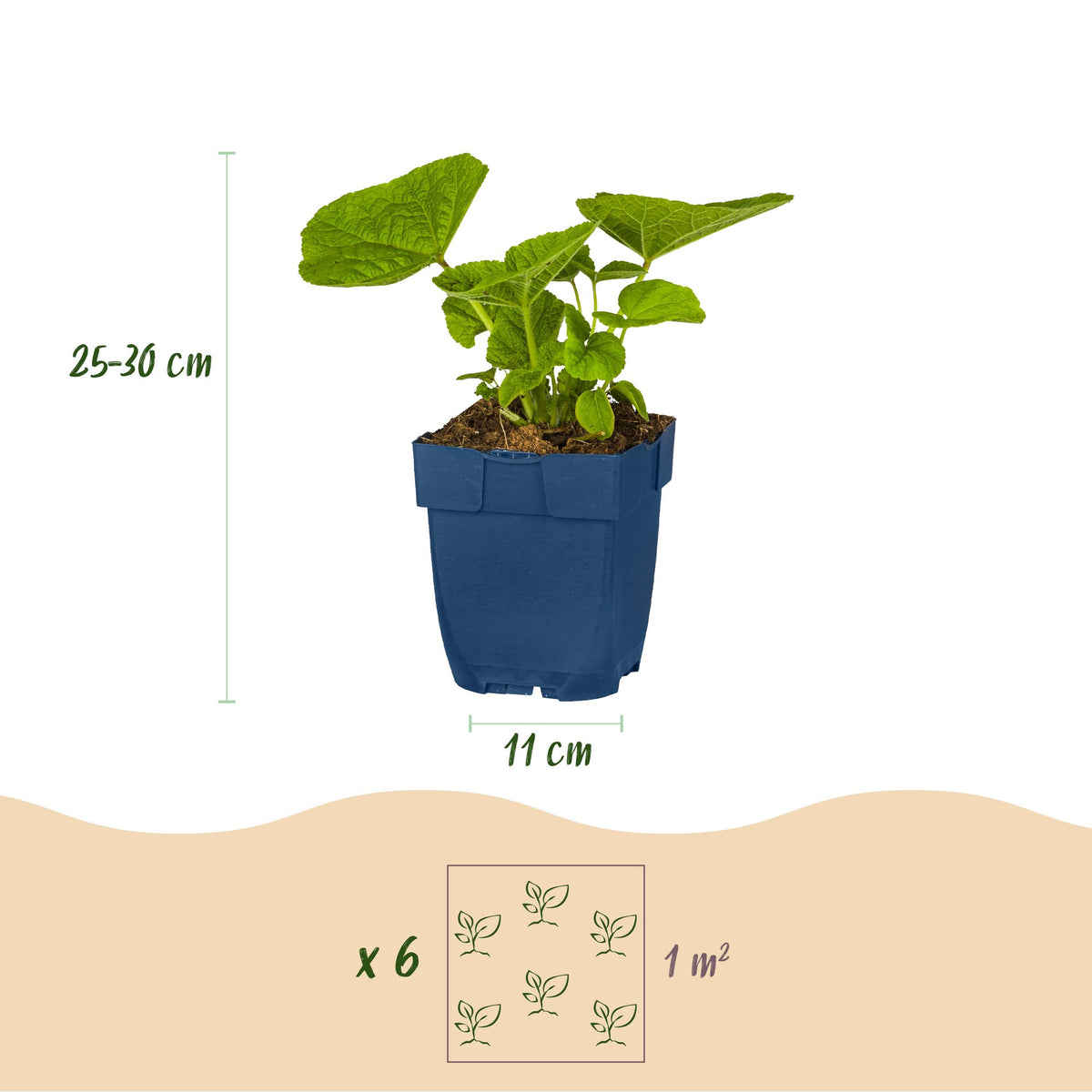 Borderpakket wit – 12 planten, Ø11 cm, 15–25 cm hoog