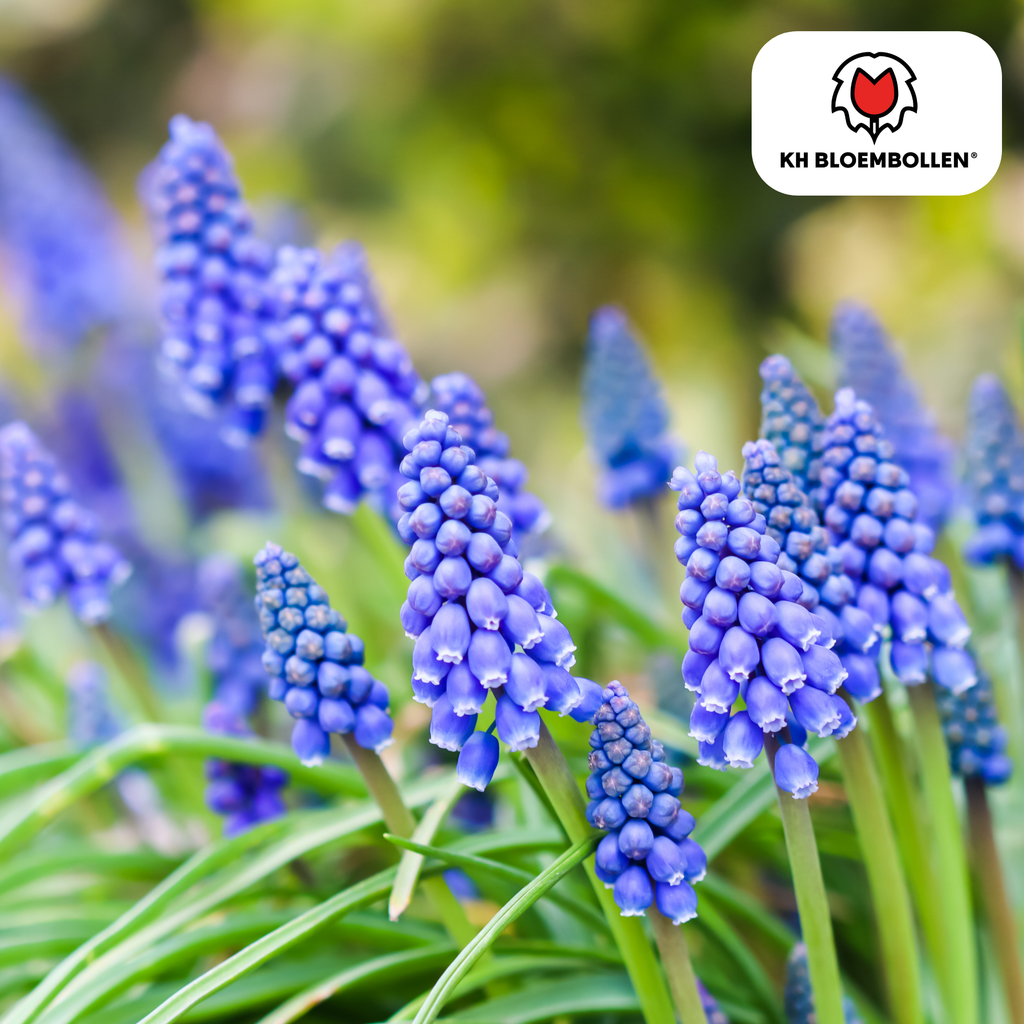 Hasenglöckchen 'Bleu Moon' – 20 Blumenzwiebeln