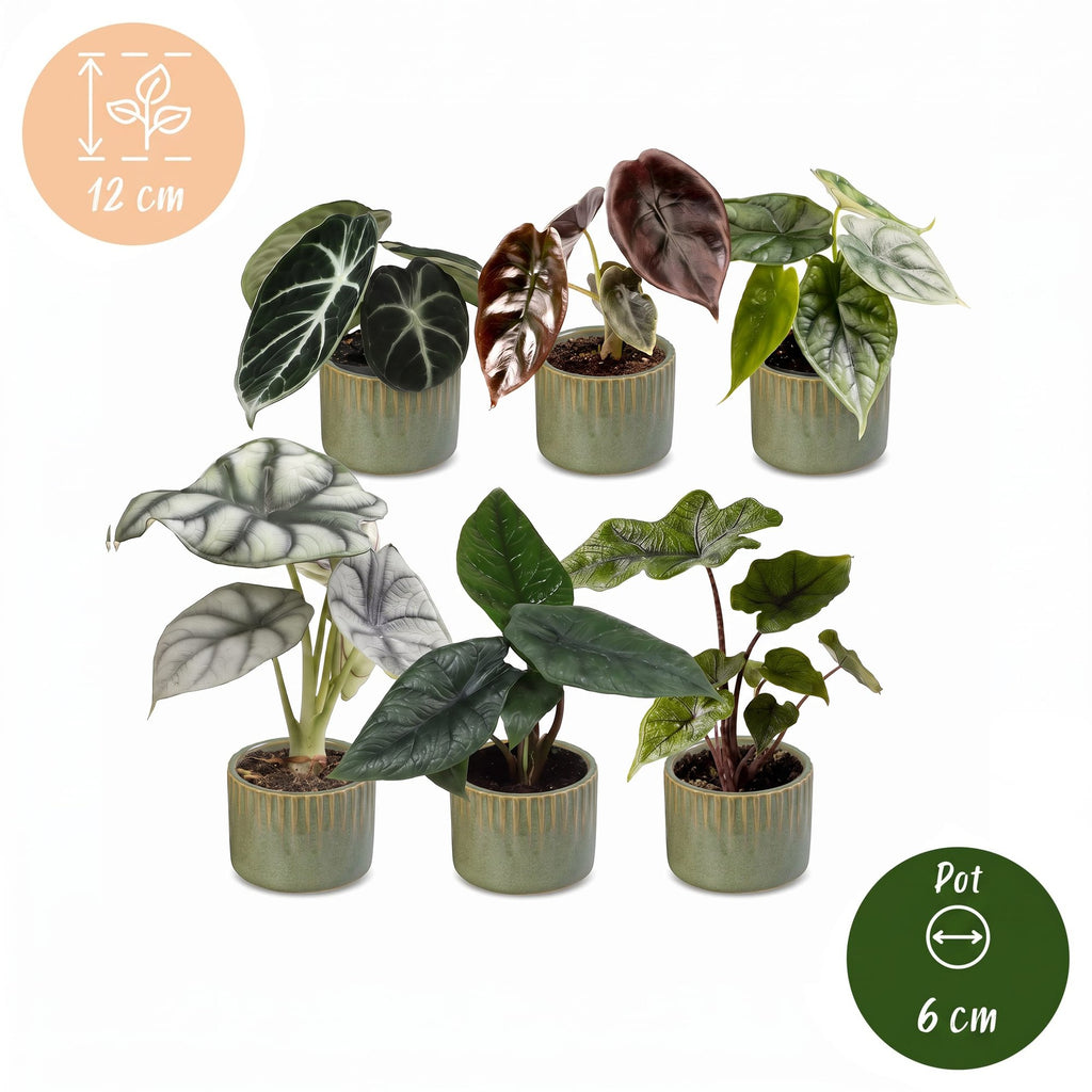 6× Bébé Alocasia Famille (oreille d’éléphant) incl. Linnea Olive – Ø6 cm, 12 cm de haut – photo 5